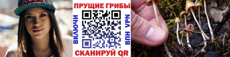 shop состав  Нижний Новгород  Псилоцибиновые грибы Cubensis 